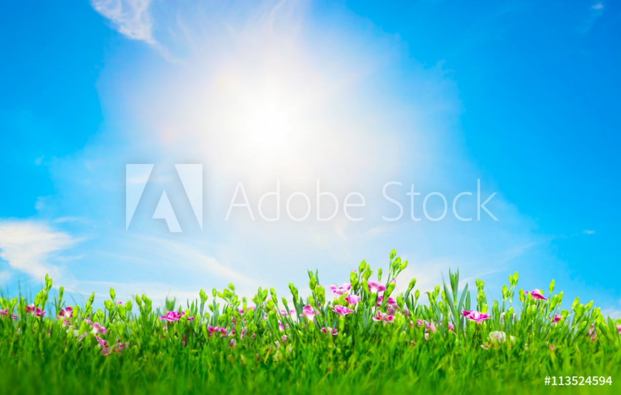 Bild på Summer meadow flowers in green grass sunny blue sky
